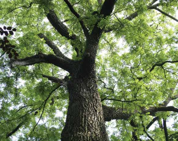 Cây gỗ óc chó Bắc Mỹ