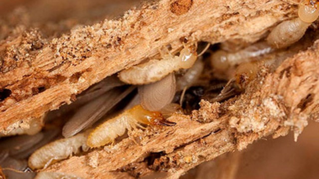 Nội thất bị mối mọt xâm nhập