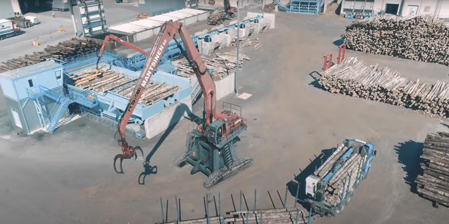 Thu hoạch gỗ nguyên liệu làm ván Plywood