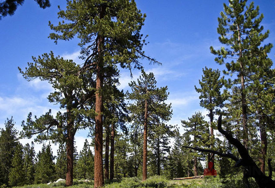 Rừng cây gỗ thông tự nhiên