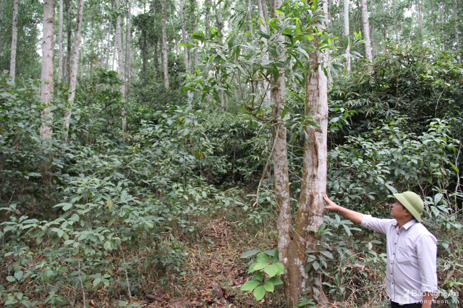 Hình ảnh rừng gỗ keo tự nhiên