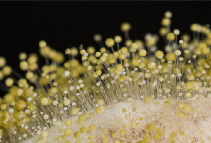 Hình ảnh nấm mốc