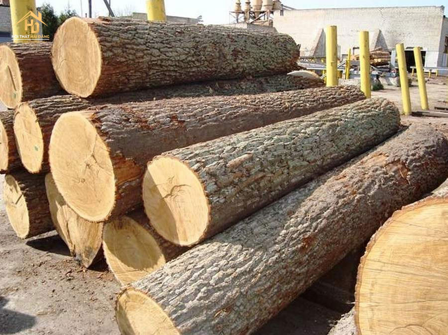 Hình ảnh cây gỗ cao su dùng làm veneer kỹ thuật