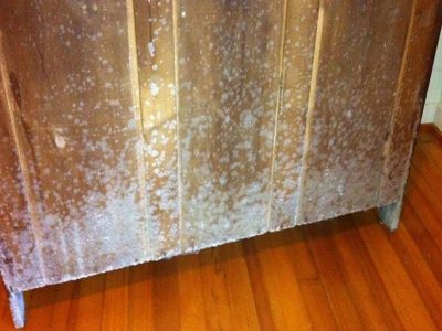 Ảnh đại diện gỗ công nghiệp có bị nấm mốc hay không