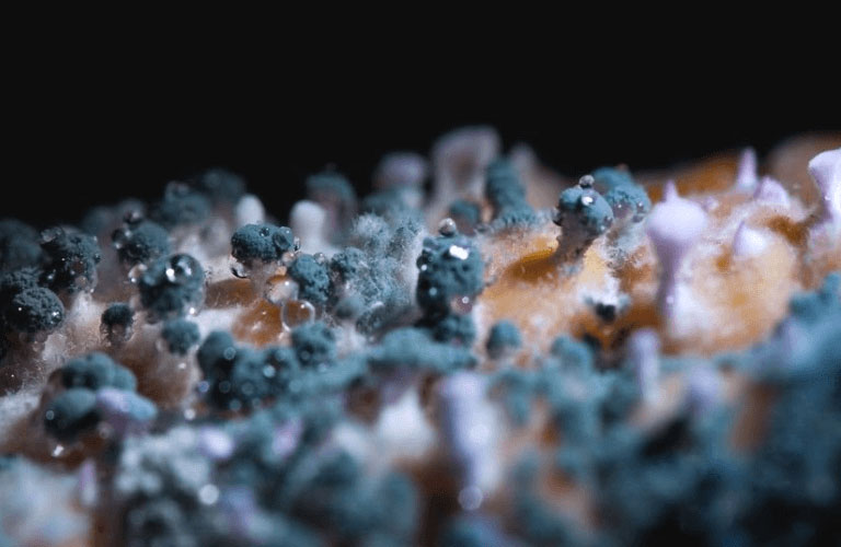 Hình ảnh nấm mốc qua kính hiển vi